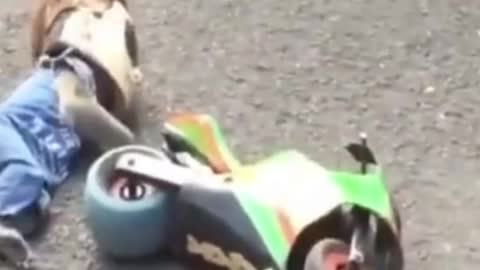 Monkey biking#short funny monkey