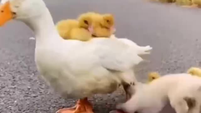 A duck's feathers shed water immediately.