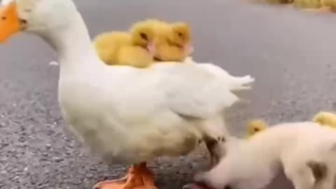 A duck's feathers shed water immediately.