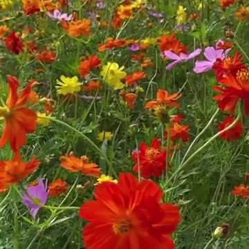 Best View Full of Flower