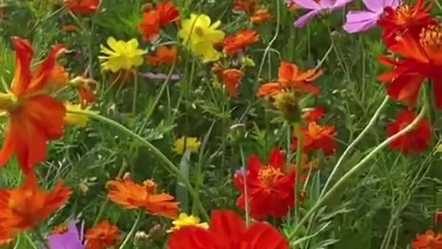 Best View Full of Flower