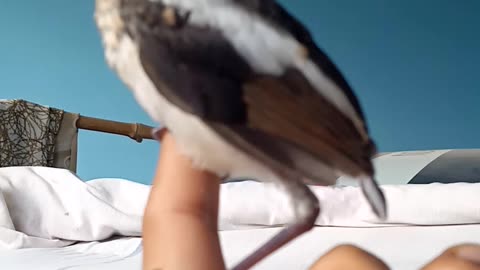 Lovely bird