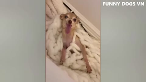 Funny animal