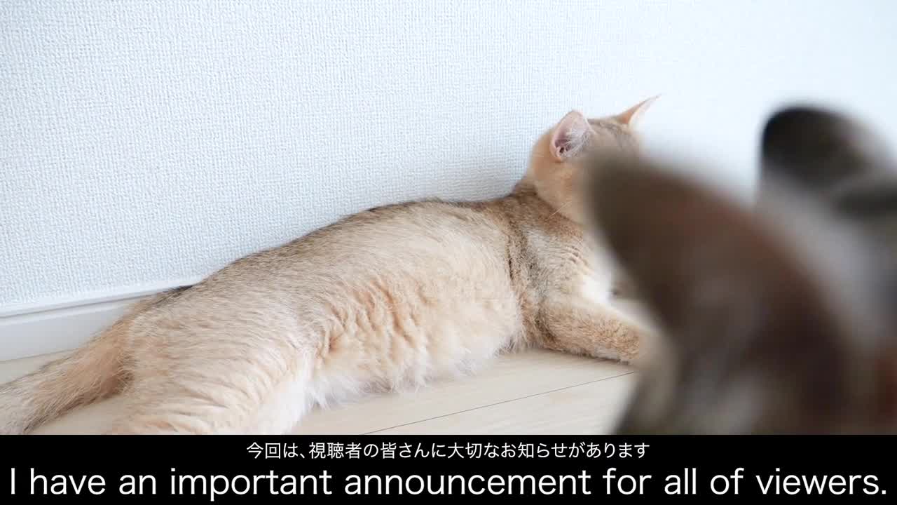 I have an important announcement