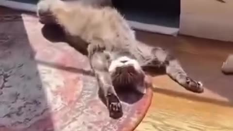 How All Naughty Zodiac Signs Pose As A Cat