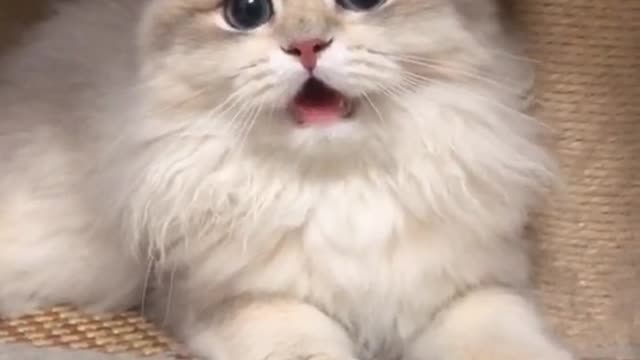 Please call me silly Cat Bantam Cat Cat