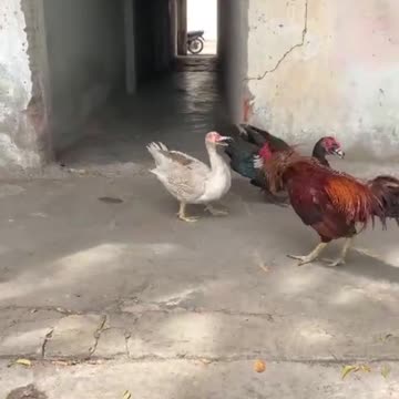 dog imitating the owner