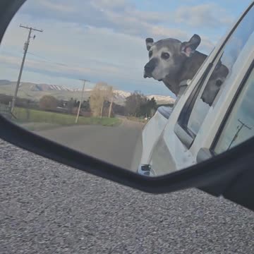 Dog getting ready to hike