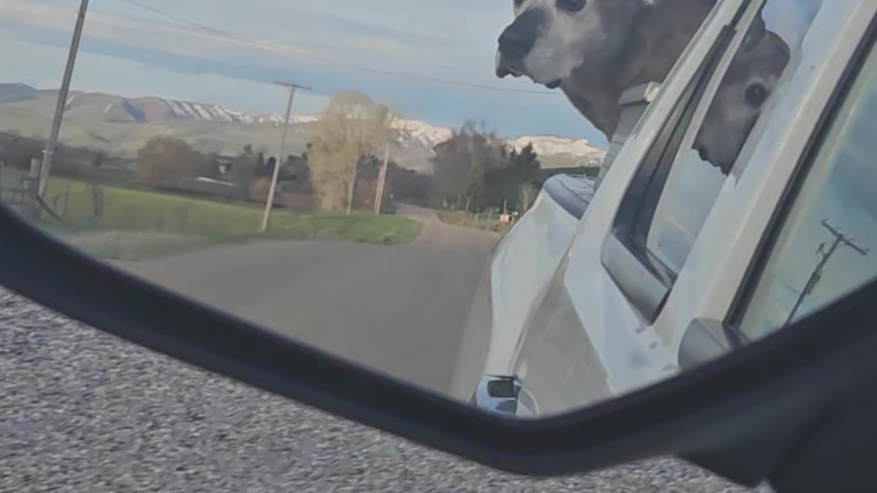 Dog getting ready to hike