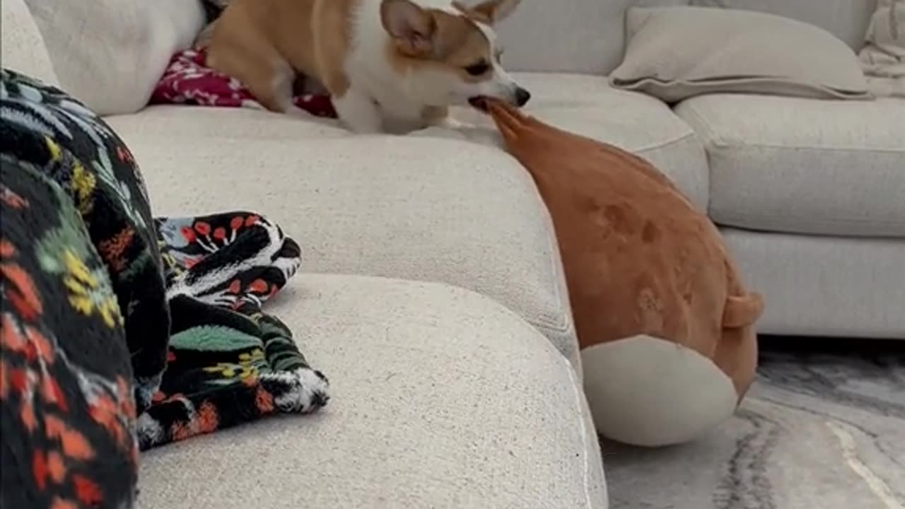 Who wins this EPIC BATTLE of Corgi vs Squishmellow? Must See! 🐶😱