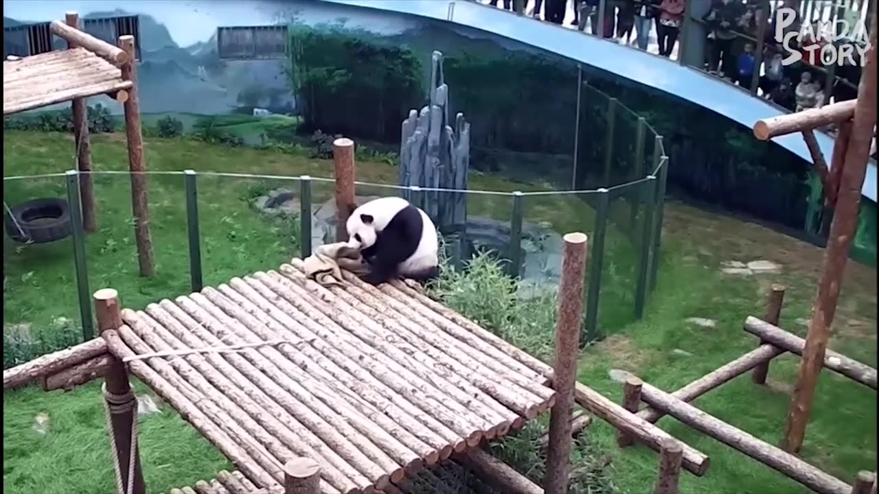 Funny Panda...