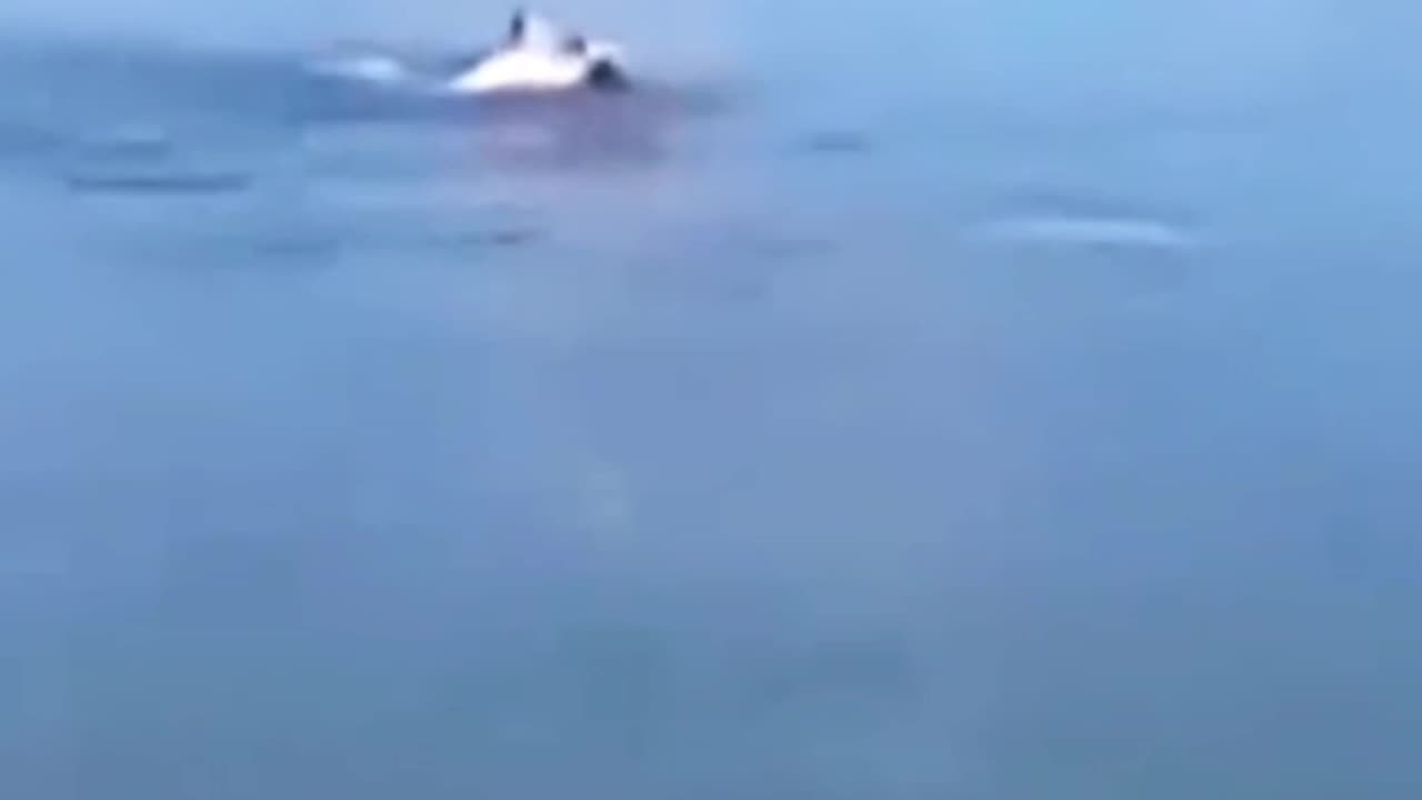 Dolphin