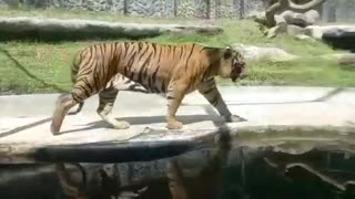 The terrible Tiger