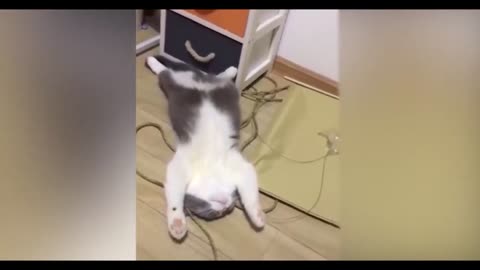 Funny Cats Compilation