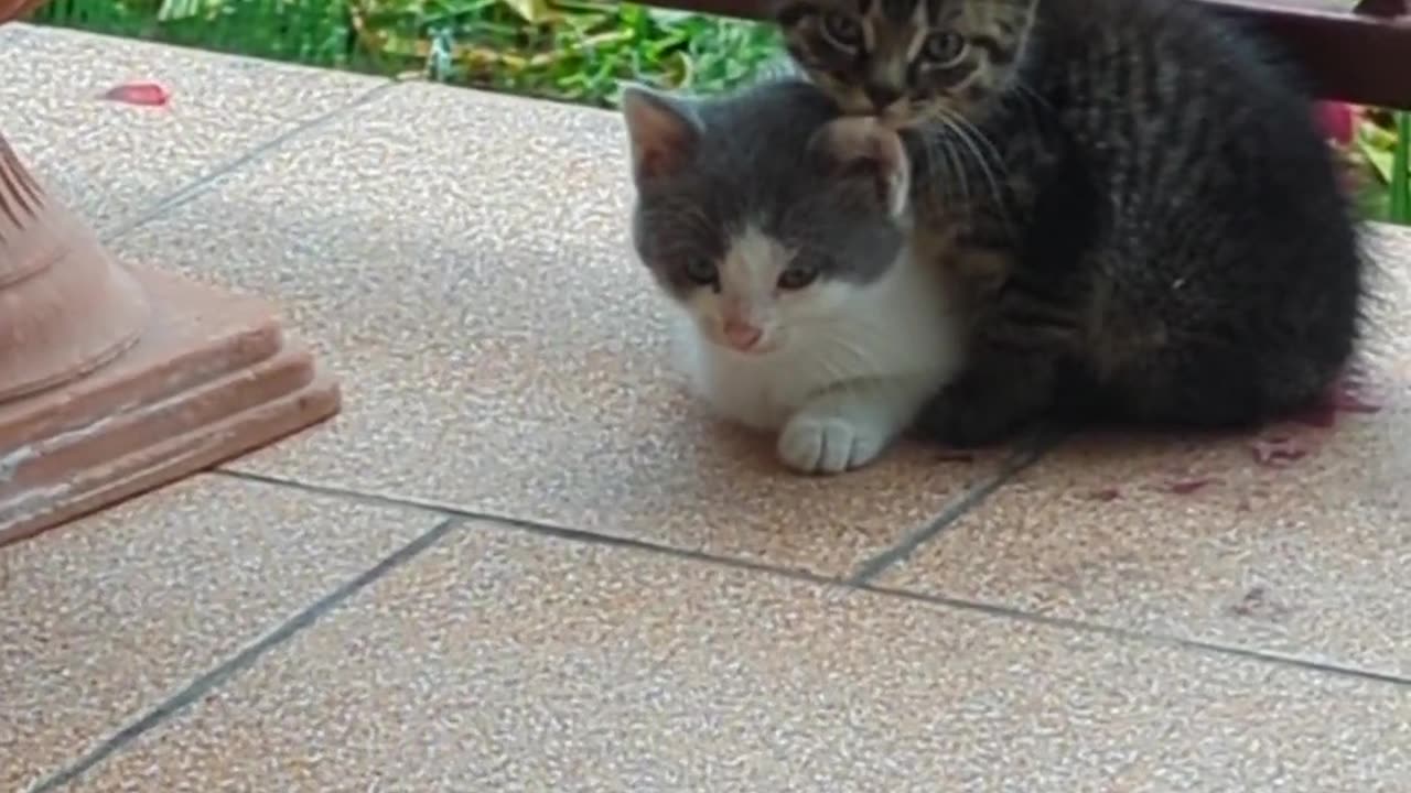 Two kittens