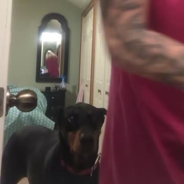 Doberman Stalking Me