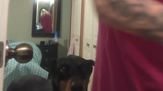 Doberman Stalking Me