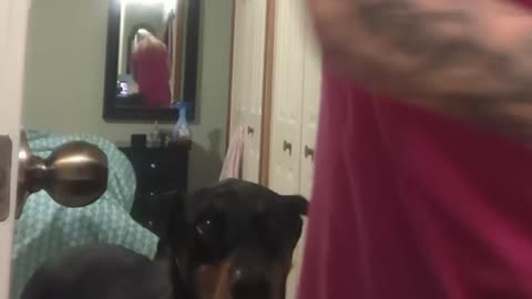 Doberman Stalking Me