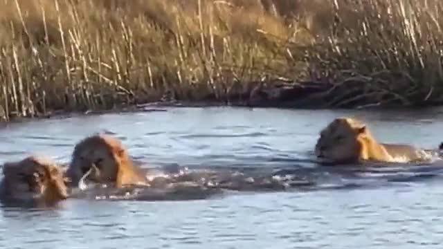 Hippo charges at 3 Lions