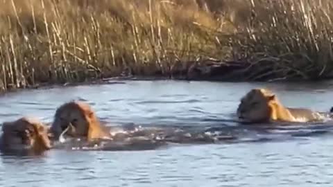 Hippo charges at 3 Lions