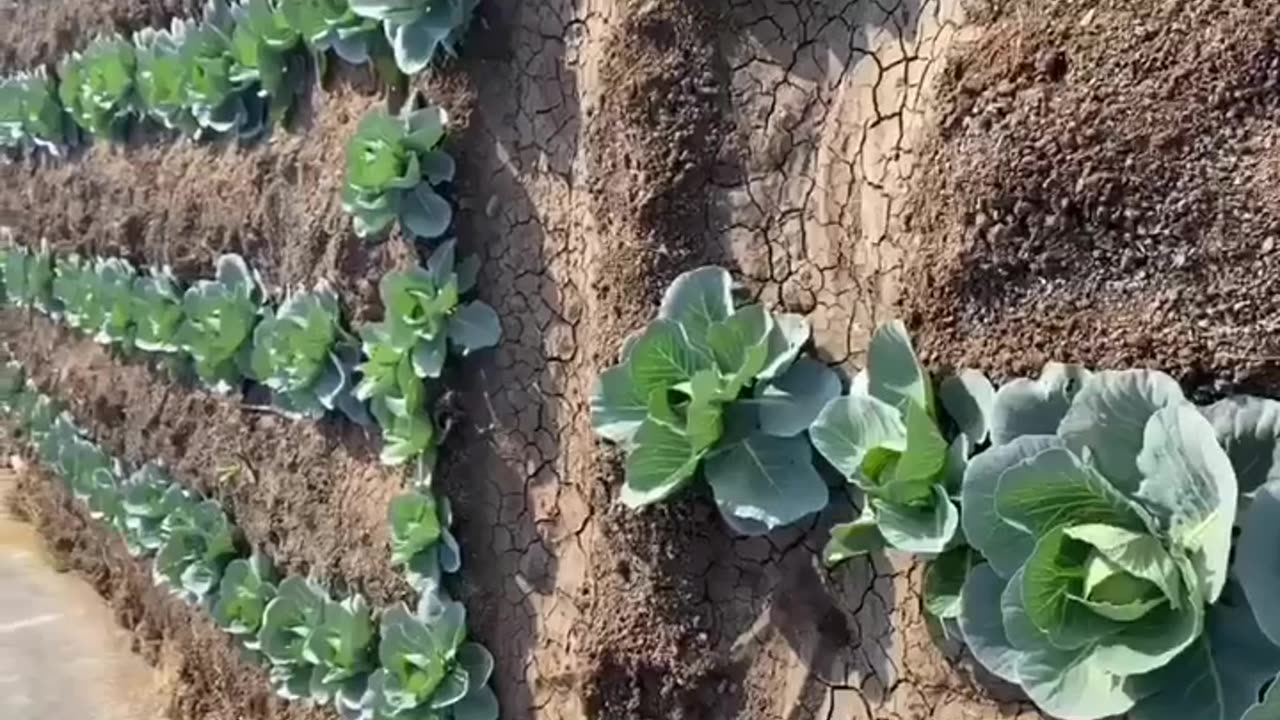 A Proper Farming Area