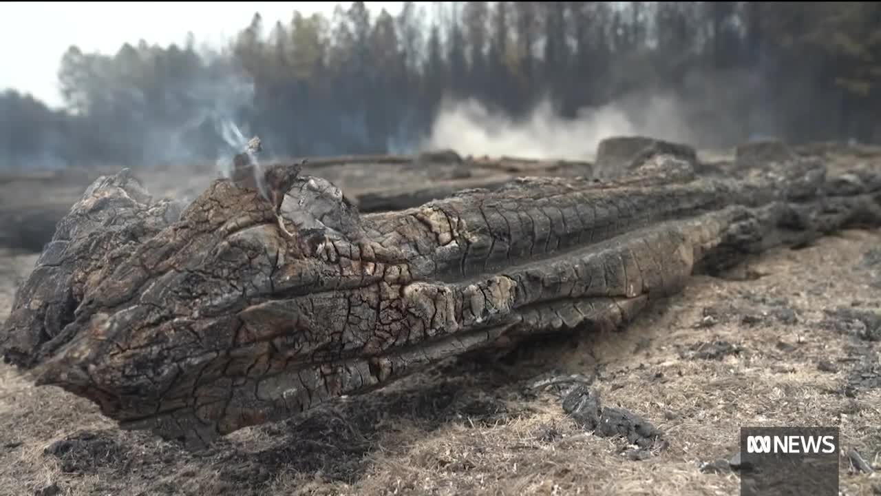 Argentina wildfires: Corrientes declared 'ecological and environmental disaster zone' | The World