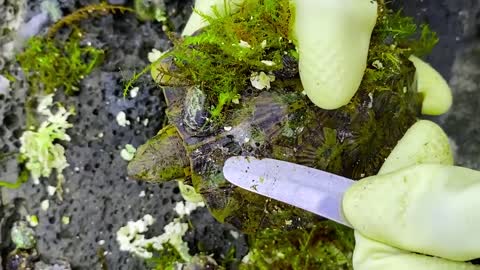 Sea turtle become kings of prey after removing millions of sea creatures and barnacles on shell