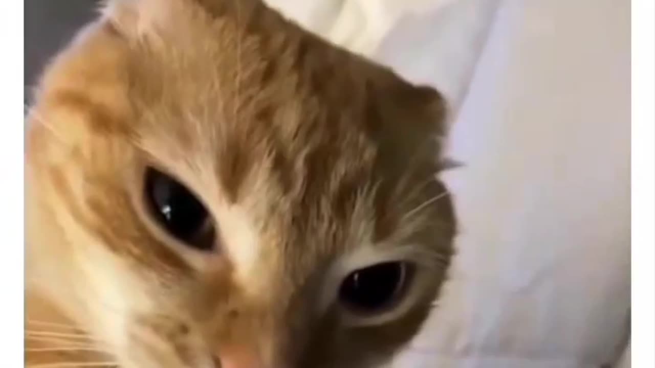 Ratchet Cat's Close-Up: Hilarious Face-to-Face Scare with Owner!