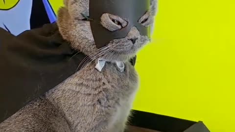 BAT MAN CAT