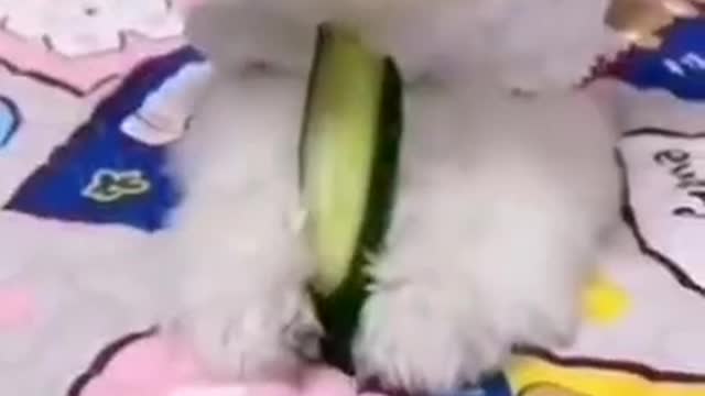 What the cute dog is eating. Why do you think it's a green melon?