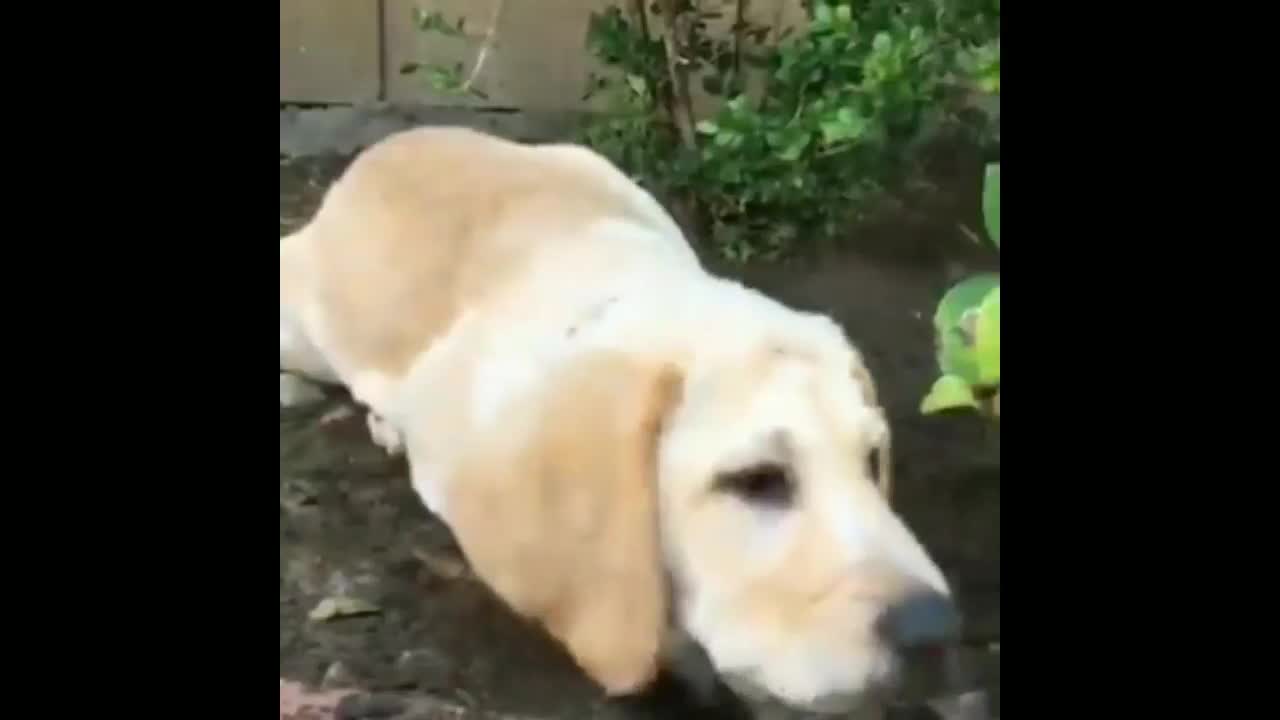 The dog try to drink water so funny 😂😂