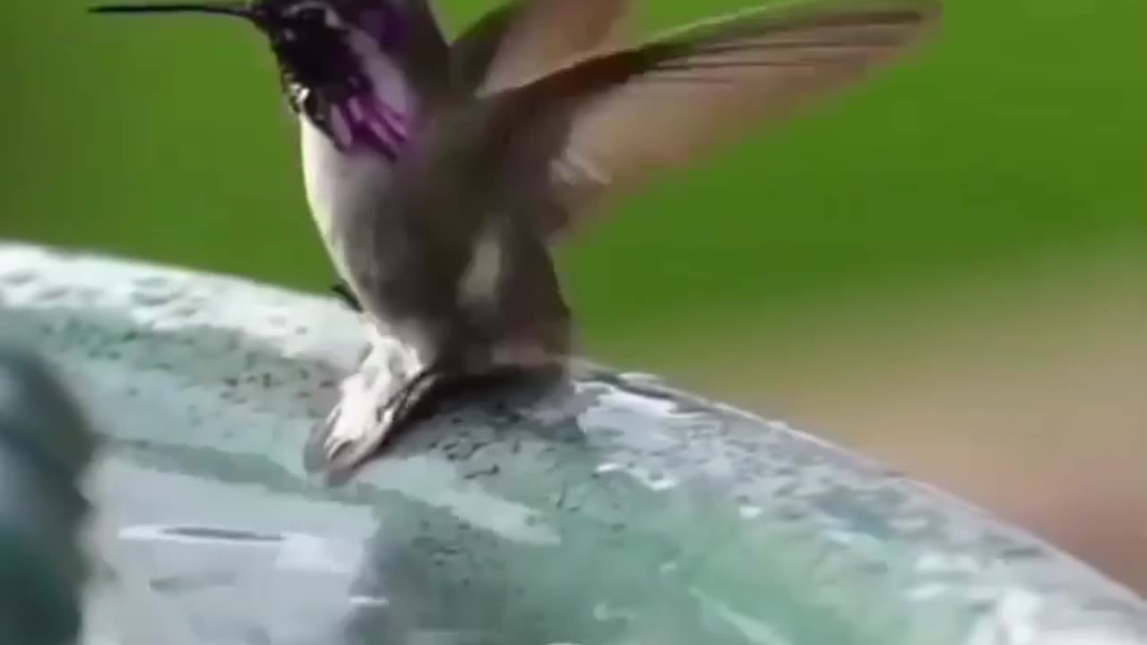 Bird swimming in water