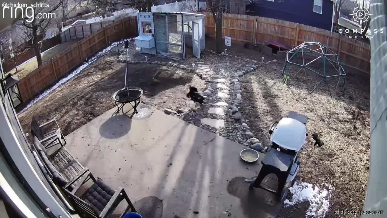 Brave Rooster Defends Chickens from Hawk