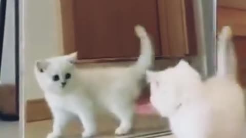 Cat is shocked by seeing in mirror 🐈 Funny Video