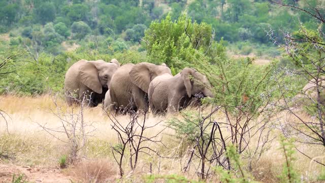 Big elephant Walk In The Wild