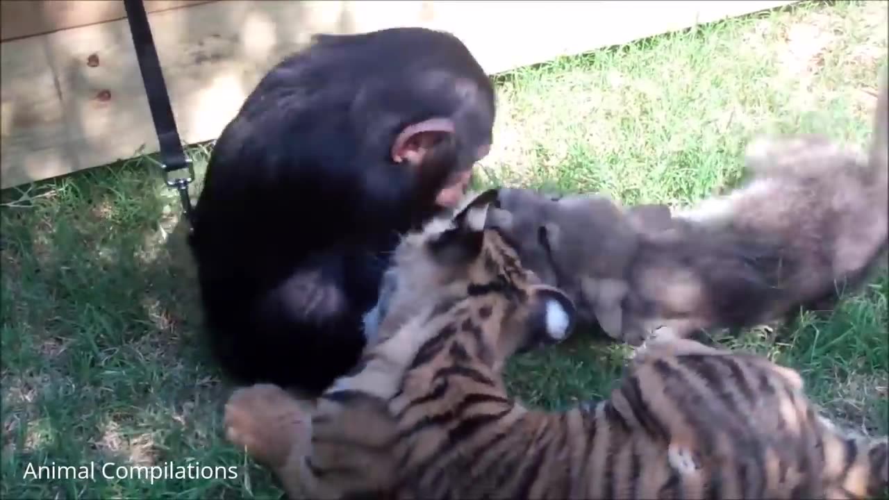 Cuddly Baby Chimpanzees