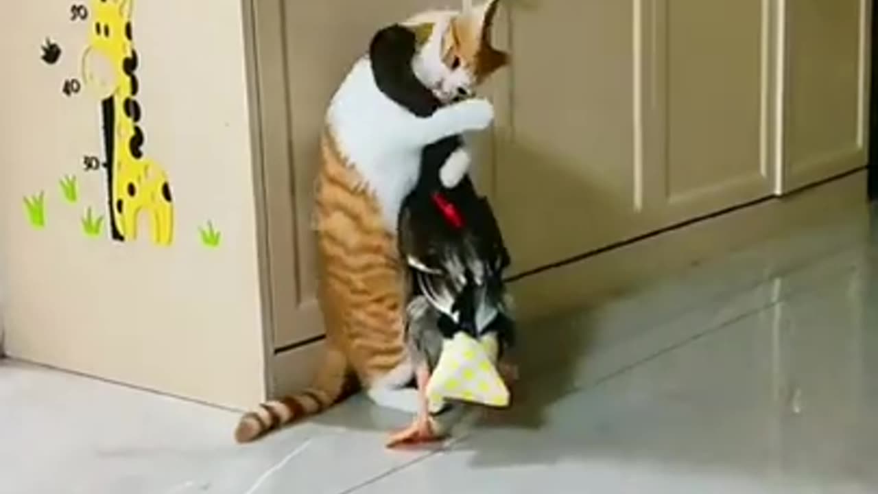 Cat and Duck Love Hug #shorts #viral #shortsvideo #video