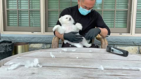 20210802文贵先生GETTR²：灭共灭贼容易·替SNOW理发难呢？但是爱．耐心．执着……能让狗比人还懂事．识大体！有些人真不如狗！