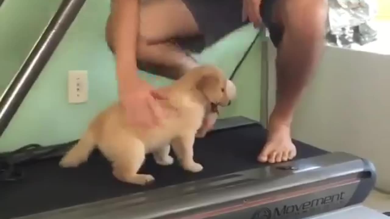 Pumping up those paws! This pup is serious about its fitness routine