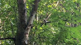 Blue Jay hanging out in a tree