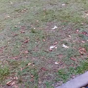 29.11.2024 Centenary Park, Kuranda (1)