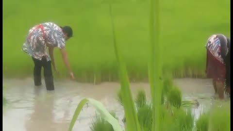 2023 0805 Replanting Rice