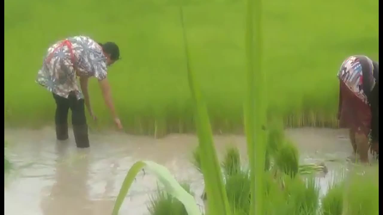 2023 0805 Replanting Rice