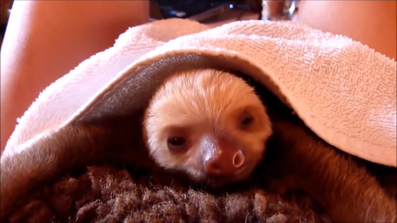 Funny animal video