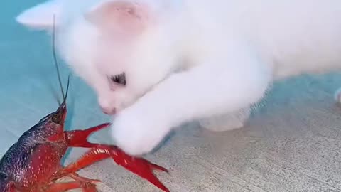 Video Dog