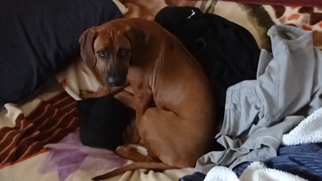 Ridgeback Pup Secretly Hides Out In The Working Men's Room Mess