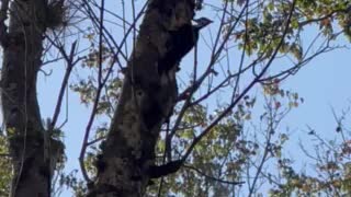 Woody Woodpecker