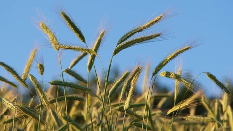 wheat grass growing good