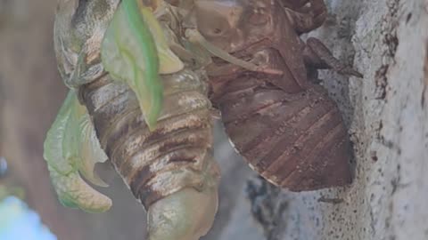 cicada exiting the shell