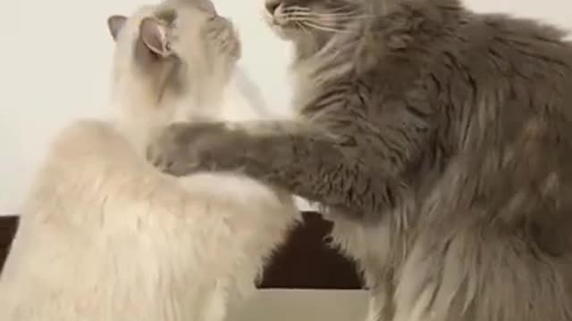 Funny animals